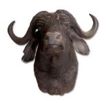 Y A PRESERVED CAPE BUFFALO