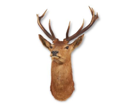 Y  A PRESERVED RED DEER, CERVUS ELAPHUSHead mount with antlers, modelled looking forwardApproximately 90cm highCondition Repo