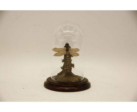 Linda Heaton-Harris, a ceramic dragonfly under a glass dome, 19.5cm high