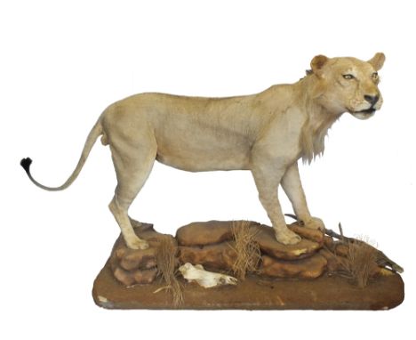 An African male Lion in standing stance on a sculptured naturalistic base.  This is a superb example of the art of the taxide