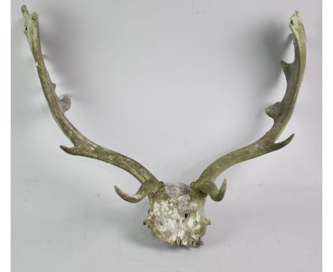 A Vintage Antler Skull, Condition Issues