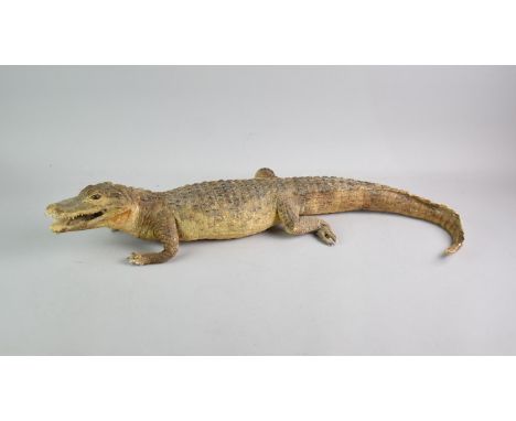 A Taxidermy Caiman Crocodile, Listed CITES APX 11/Annex B and Does Not Require a Licence to Sell however would require a CITE