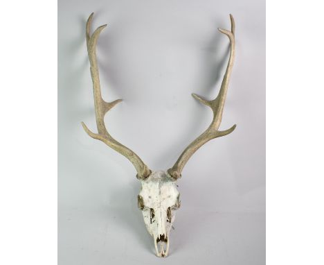A Five Point Antler Skull, 73cms High