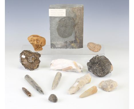 A small group of fossil specimens, including a trilobite ogygiocarella cordensis slab, 16cm x 12cm, and a group of belemnites
