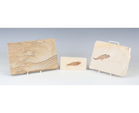 A small group of fossil specimens, including a Knightia specimen panel, length 16cm, another fish specimen, a landscape panel