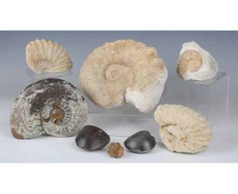 A group of fossil specimens, including bivalves, ammonites and turritella.Buyer’s Premium 29.4% (including VAT @ 20%) of the 