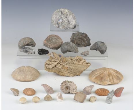 A selection of fossil specimens, including various echinoids, ammonites and bivalves.Buyer’s Premium 29.4% (including VAT @ 2