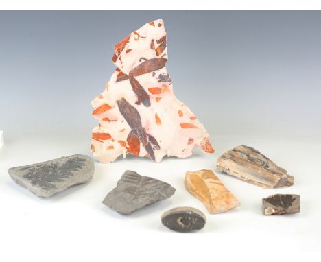 A group of plant fossil specimens, including an Eocene ginkgo leaf, a fern and glossopteris leaves.Buyer’s Premium 29.4% (inc
