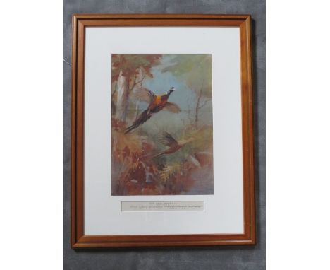 ROLAND GREEN (1890-1972). Pheasants in flight, trial colour composition sketch for pheasant illustration, unsigned, mixed med