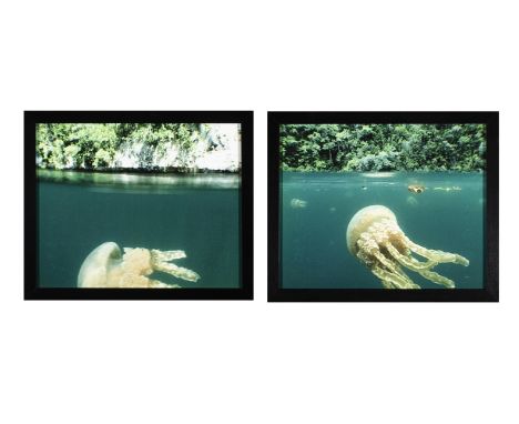 DOROTHY CROSS (B.1956)Mastiqias Jellyfish (Above/Below Water)Lambda print diptych, 22.5 x 55cm (including frames)Provenance: 