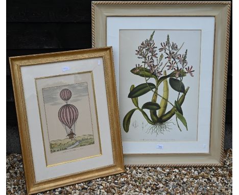 Botanical study print to/w a French print of a hot air balloon (2)