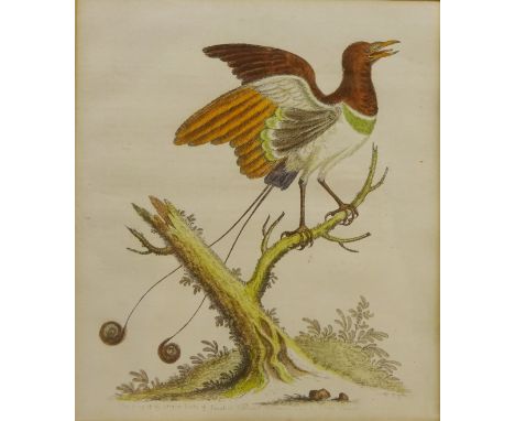 The King of the Greater Birds of Paradise', etching hand coloured from A Natural History of Birds after George Edwards (Briti