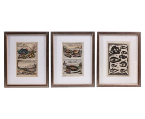 THREE 18TH CENTURY PRINTS OF FISH
From Francois Valentyn, Tropical Fishes - Moluccas Indonesia, Amsterdam, 1724, two hand-col