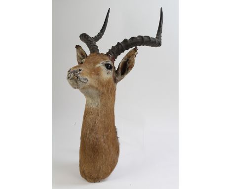 Head and neck of an Impala a good professional piece, with the original ticket on the base by Rowland Ward, Piccadilly, Londo