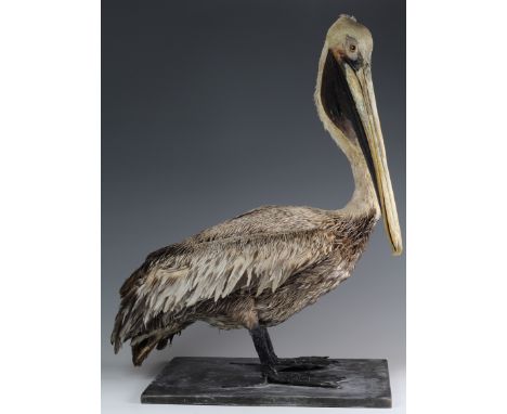 Pelican, free standing on light board, head pulled back against neck in typical fashion, no case