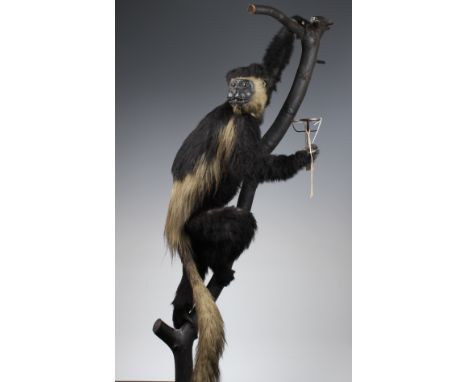 A Black Gibbon, including its face, with a white outline, sides and long tail and knee patches also white, climbing 'tree', w