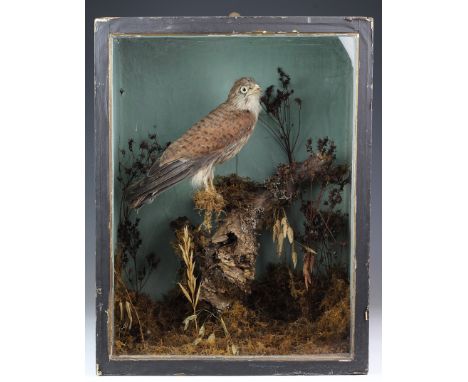 A cased Kestrel standing on tree stump, ground covered in weeds, background light blue, including sides, front looks to origi