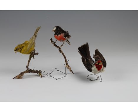 Foreign songbirds, first with pink breast, black head, tail and wings, white flash over beak, hind parts white, possibly from