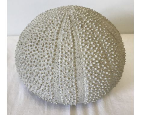 A very large vintage Sea Urchin.  Approx. 20cm diameter x 15cm tall.