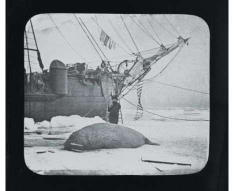 A set of 42 magic lantern slides of photographs taken by Thomas Mitchell & George White during the British Arctic Expedition 