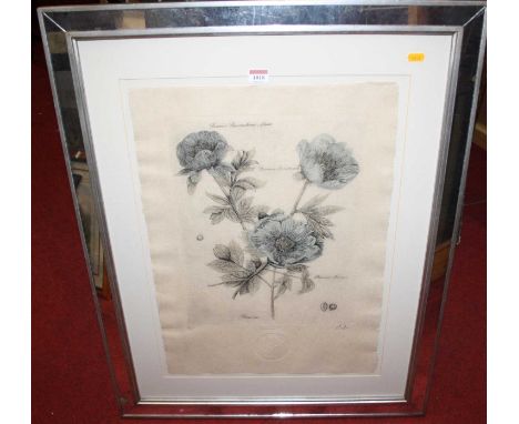 Lindi Sales - Paeonia, lithograph, signed in pencil to the margin and with studio stamp, the full sheet measuring 59x42cm, an