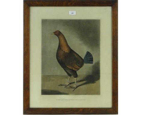 19th century cock fighting print, "Streaky Breasted Red Dunn," 17" x 13", framed, together with two other cock fighting print