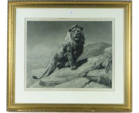 Herbert Dicksee (1862-1942)
etching, lion on a rock, signed in pencil, i 19.5" x 25", framed.