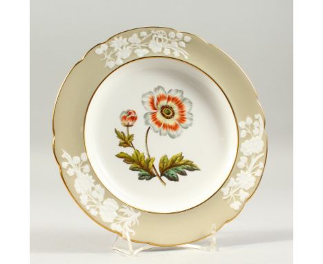 A SPODE BOTANICAL PLATE "SINGLE ANEMONE". 8.75ins diameter.