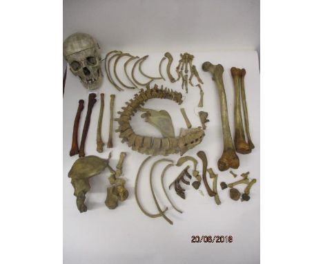 A late 19th/20th century ex medical, half human skeleton and skull 