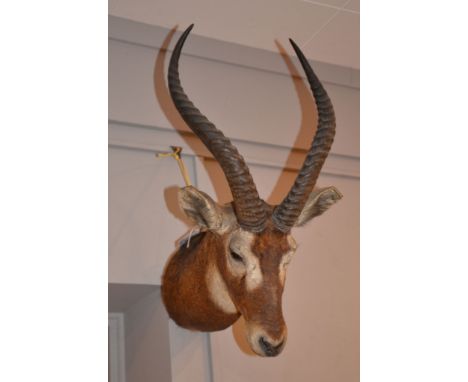 A preserved African antelope head, by Rowland Ward, late 19th/early 20th century, with labels verso Provenance: Beleived to h
