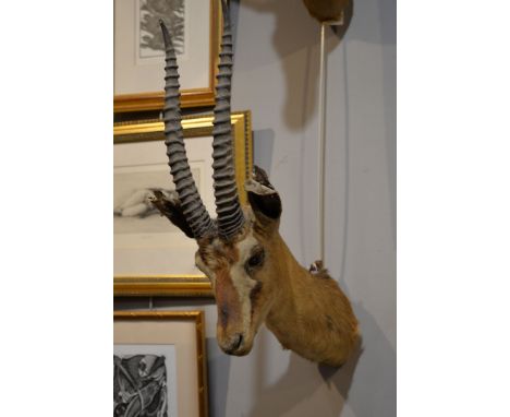 A taxidermied gazelle head, by Rowland Ward, probably a Red-fronted gazelle or Dorcas gazelle  Provenance: Beleived to have b
