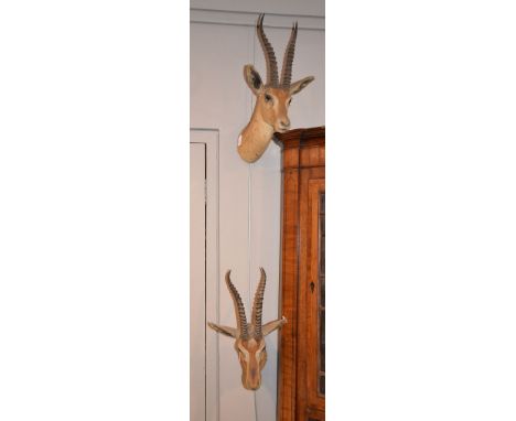 Two preserved gazelle heads by Roland Ward, one a Red-fronted gazelle, one Dorcas gazelle  Provenance: Beleived to have been 
