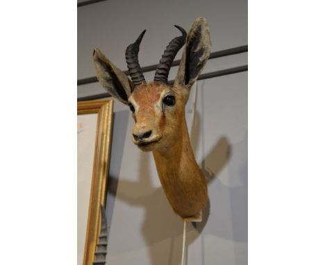 A preserved gazelle head, probably a Red-fronted gazelle or a Dorcas gazelle, possibly by Rowland Ward Provenance: Beleived t