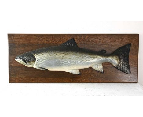 A giant plaster cast trophy of a prize Trout, realistically painted and mounted on an oak board, labelled 'R. Tay, 34lbs, 5oz