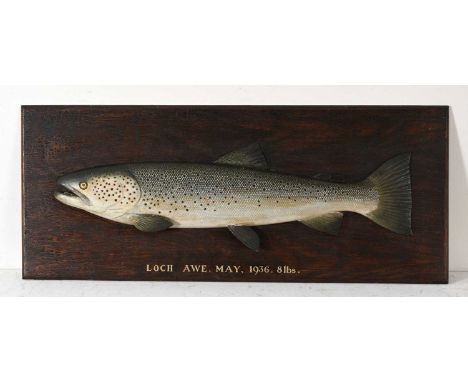 A carved wooden trophy of a Trout, in the manner of Fochabers Studio, realistically painted and mounted on a stained wooden b