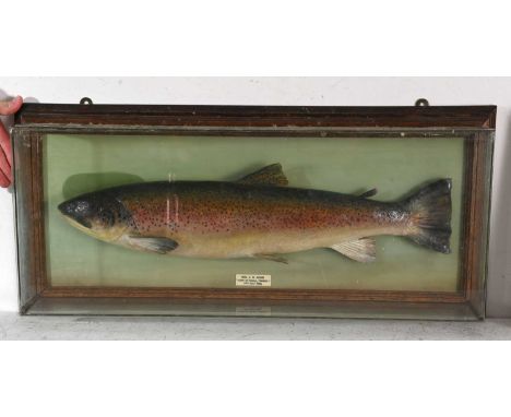 Taxidermy, a Rainbow Trout, caught by Mrs J.R. Adam, Loch of Skaill, Orkney, 16th July 1932, mounted in an oak glazed wall-mo