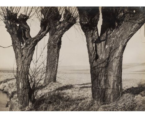 Albert Renger-Patzsch (1897 Würzburg - 1966 Wamel) (F)Kopfweiden, Silbergelatineabzug auf Fotopapier, 30 cm x 39,5 cm Blattma