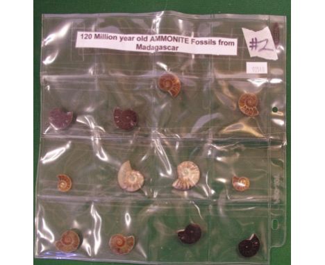 Collection of various fossil Ammonites approx 120 million years old