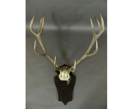 A taxidermy study of a fragment of a stag's skull. H: 102cm