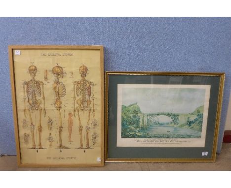 A Skeletal System print and a print of a cast iron bridge near Coalbrookdale