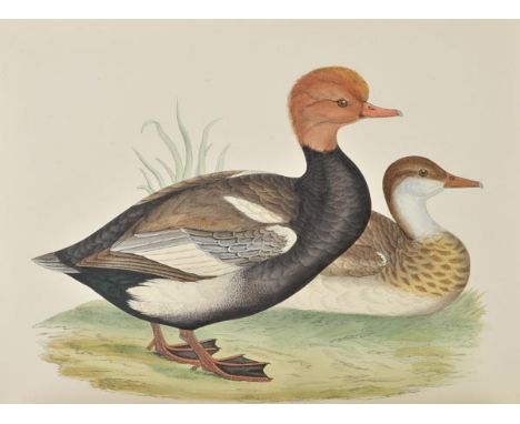 Morris (Beverley R.). British Game Birds and Wildfowl, Groombridge and Sons, circa 1870, 60 hand-coloured plates, light spott