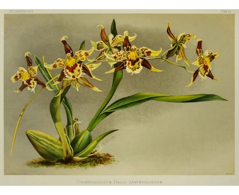 *Sander (Henry Frederick Conrad).  Thirteen prints from Reichenbachia, Orchids illustrated and described, [published H. Sothe
