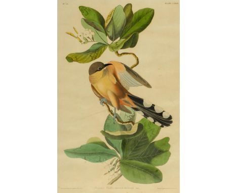 *Audubon (John James). Mangrove Cuckoo, Shore Lark [and] Audubons Warbler, Hermit Warbler, Black-throated Warbler, [1827 - 18