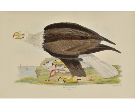 Wilson (Alexander and Prince Charles Lucian Bonaparte). American Ornithology; or, the Natural History of the Birds of the Uni
