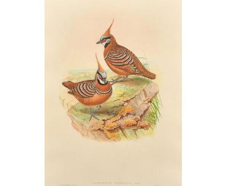 Elizabeth and John Gould, ' Lophophaps Ferruginea', hand coloured lithograph, 18.75" x 13.75", (47.5x35cm).
