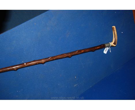 A Walking Stick with a horn handle.