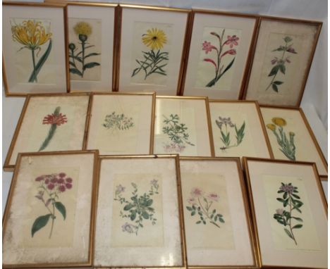 Fourteen 18th century hand coloured botanical engravings published by W Curtis 1798, framed and glazed 