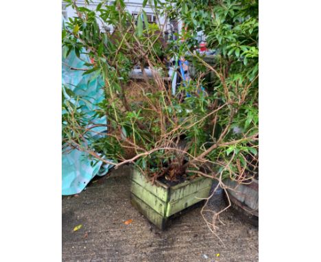 Wooden Planter with Plant 