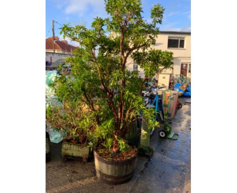 Barrel Planter - 65cm High and Plant 