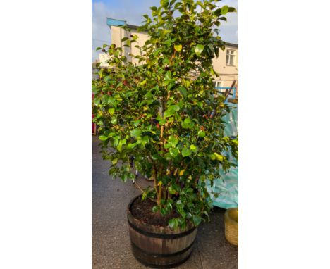 Barrel Planter - 65cm Diameter x 41cm High and Plant -  Camillia 
